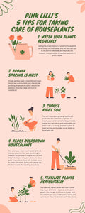 5 tips for houseplants